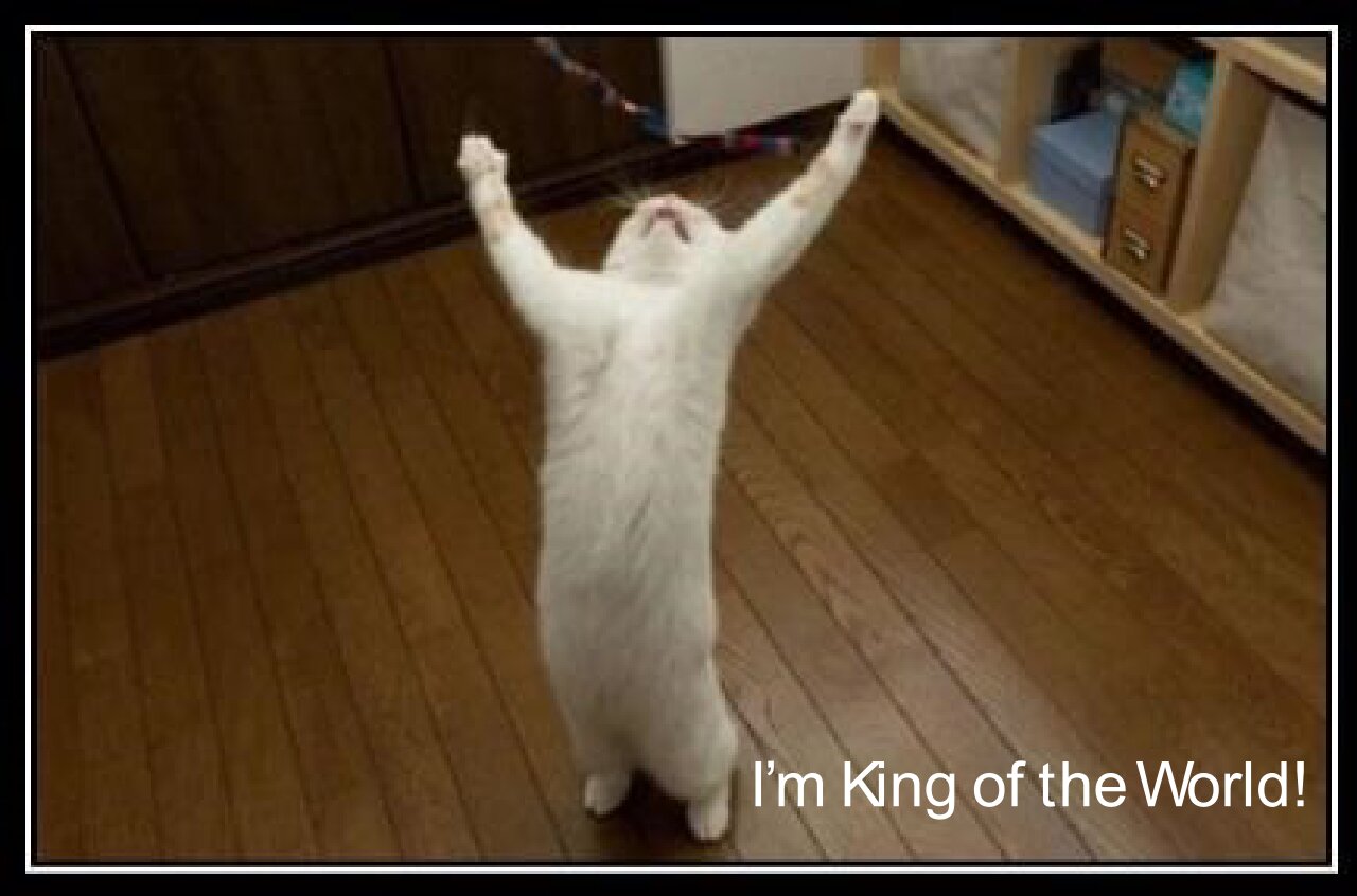 I'm King of the World meme - Cat